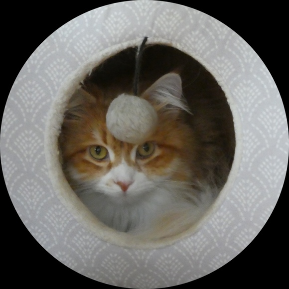 gingerkitty13